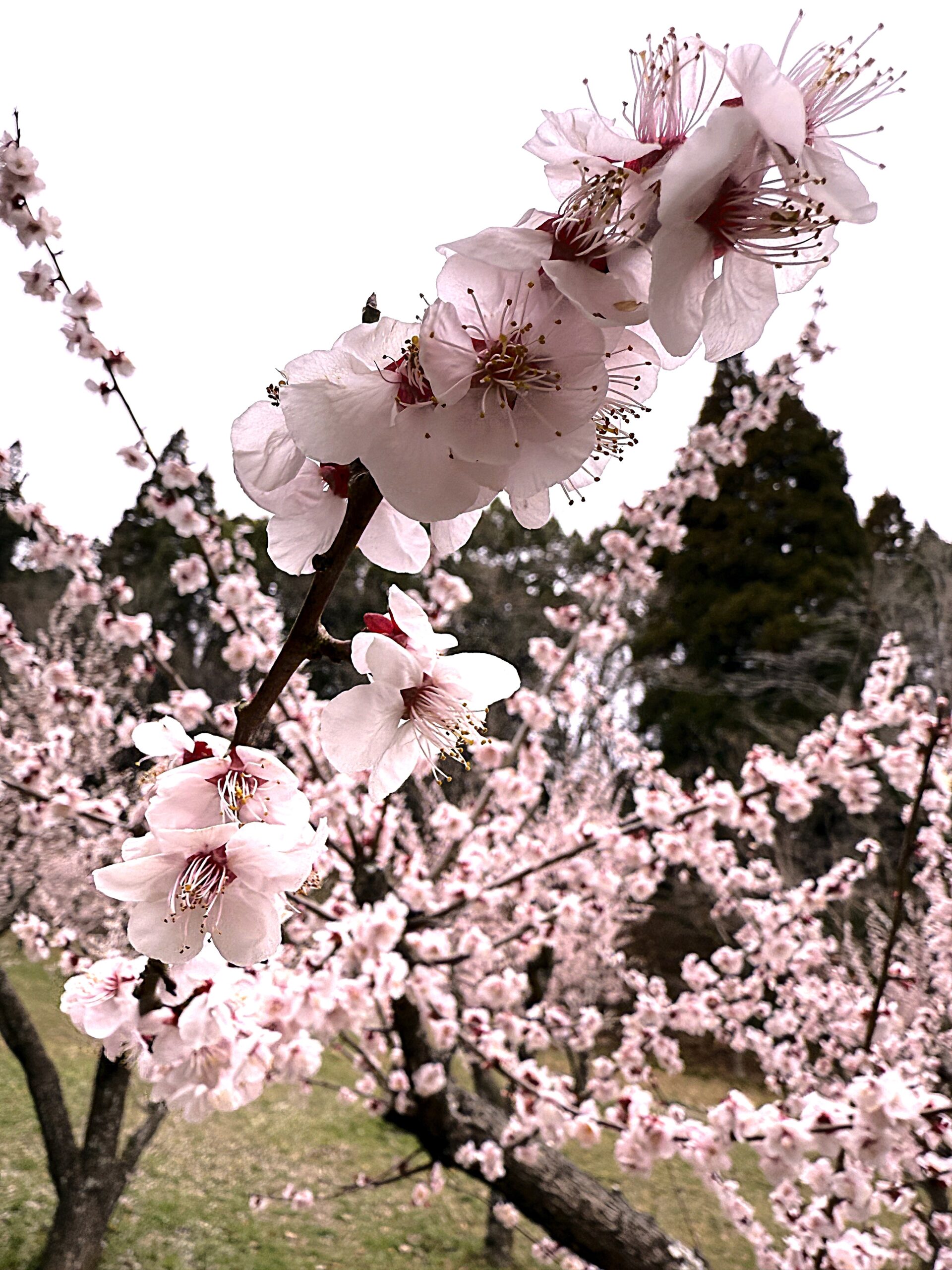 茂原公園の梅の木